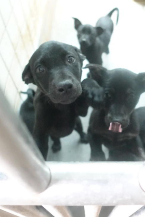 宜蘭縣待認養狗 混種犬