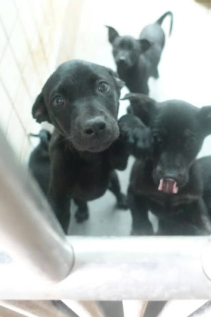宜蘭縣待認養狗｜混種犬｜黑色
