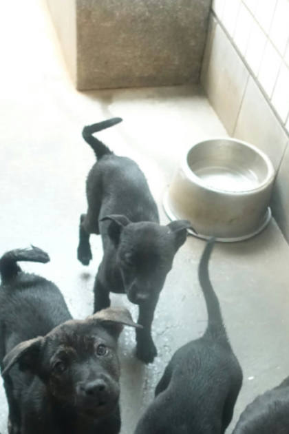 宜蘭縣待認養狗｜混種犬｜黑色