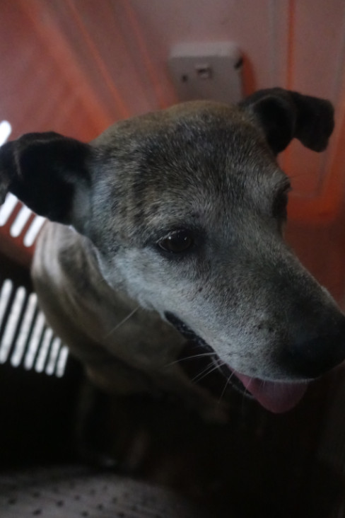 宜蘭縣待認養狗 混種犬