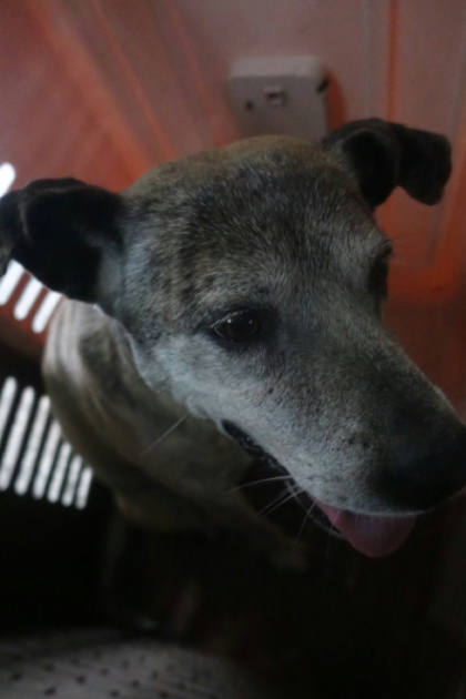 宜蘭縣待認養狗｜混種犬｜虎斑色｜公