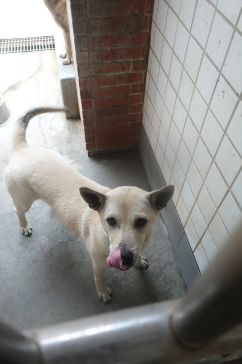 宜蘭縣待認養狗 混種犬