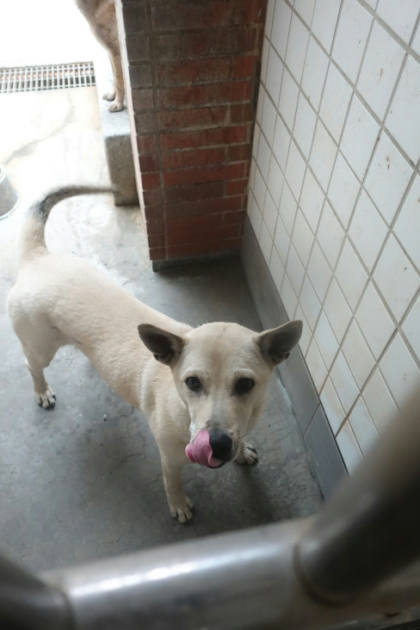 宜蘭縣待認養狗｜混種犬｜白色｜公