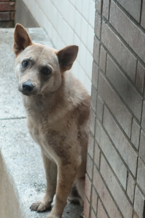宜蘭縣待認養狗 混種犬
