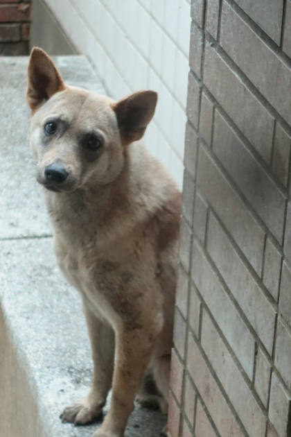 宜蘭縣待認養狗｜混種犬｜黃色｜公