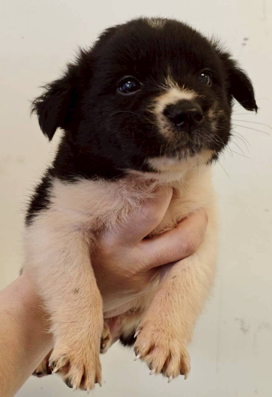 花蓮縣待認養狗 混種犬