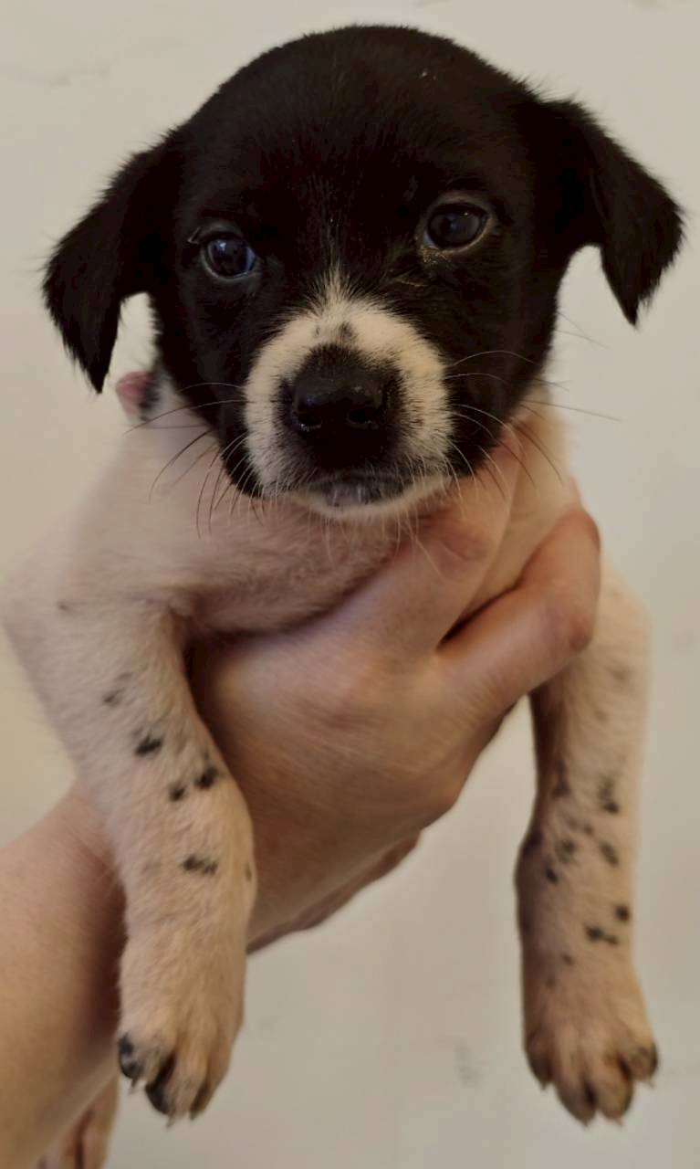 花蓮縣待認養狗 混種犬