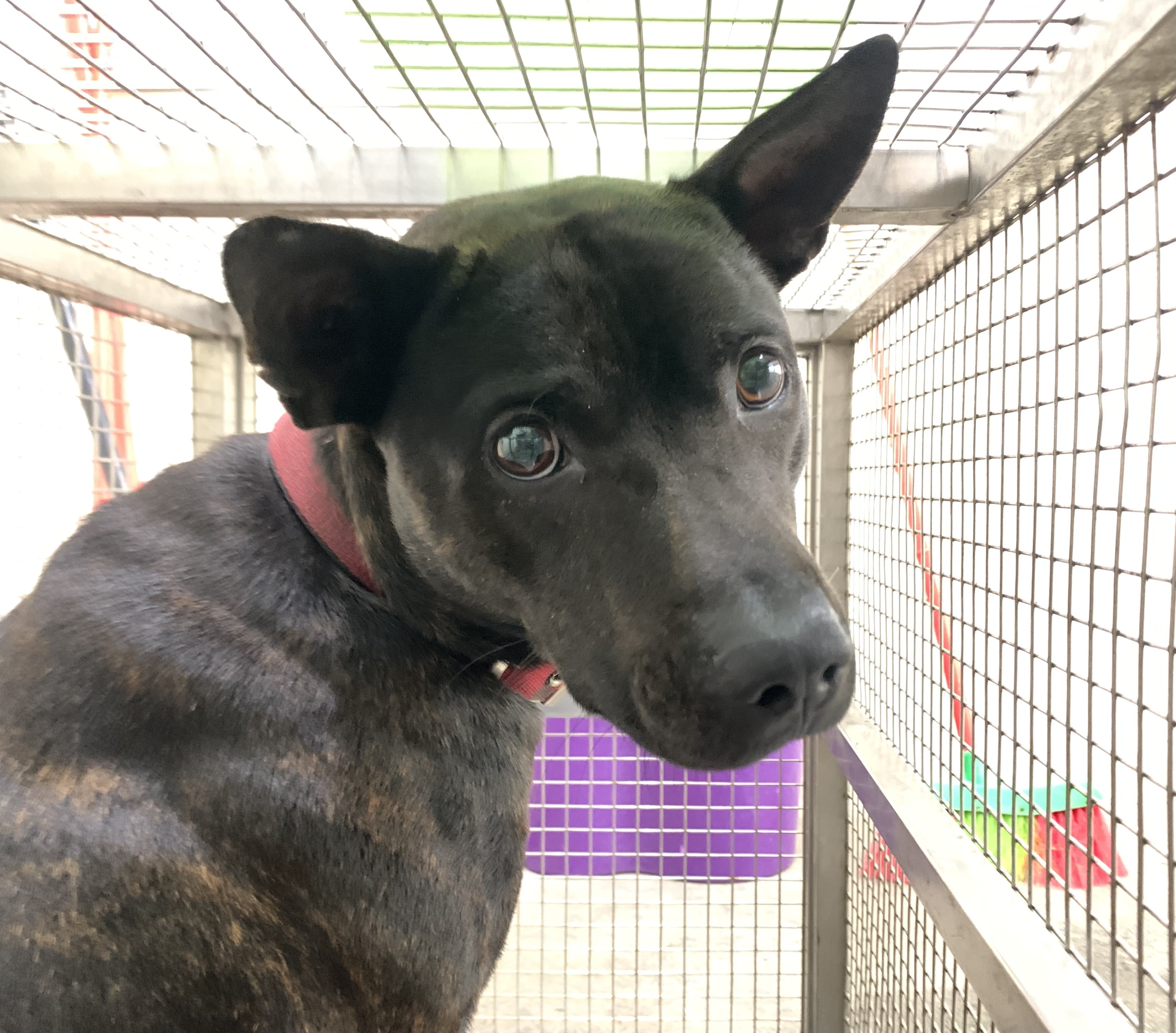 台北市待認養狗 混種犬