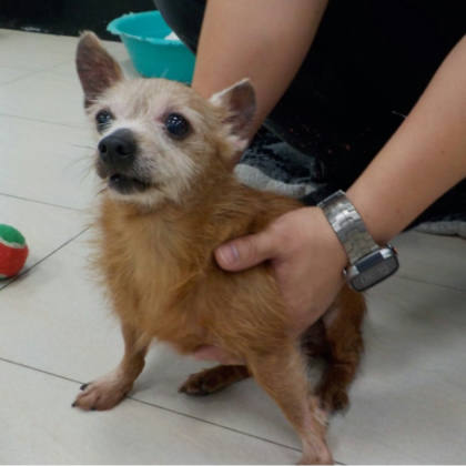 南投縣待認養狗｜混種犬｜咖啡色｜母
