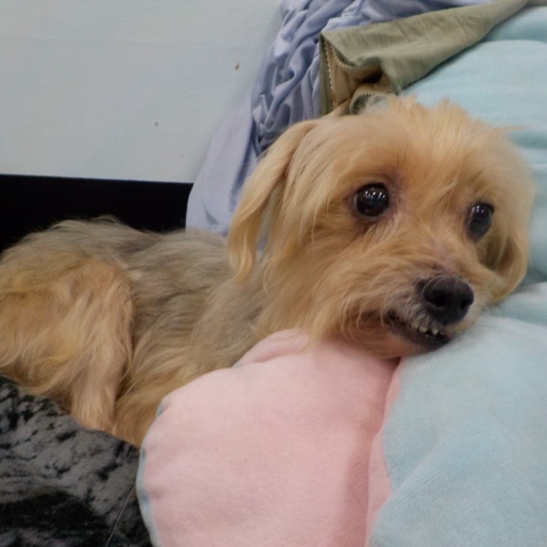 南投縣待認養狗 混種犬