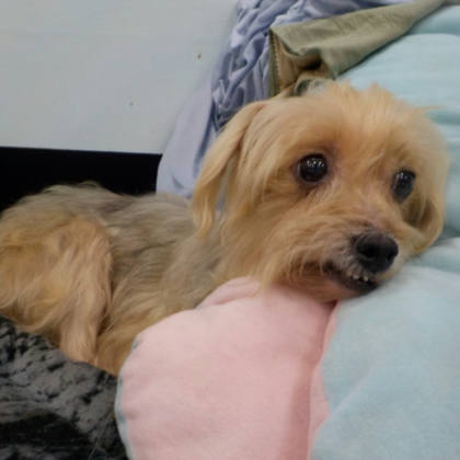 南投縣待認養狗｜混種犬｜黃色｜母