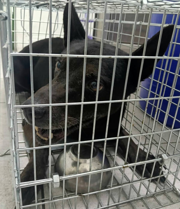 嘉義市待認養狗 混種犬