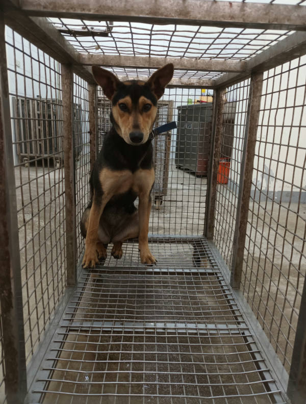 嘉義縣待認養狗 混種犬
