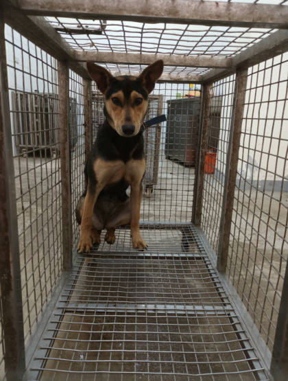 嘉義縣待認養狗｜混種犬｜黑黃色｜母