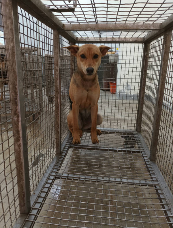 嘉義縣待認養狗 混種犬