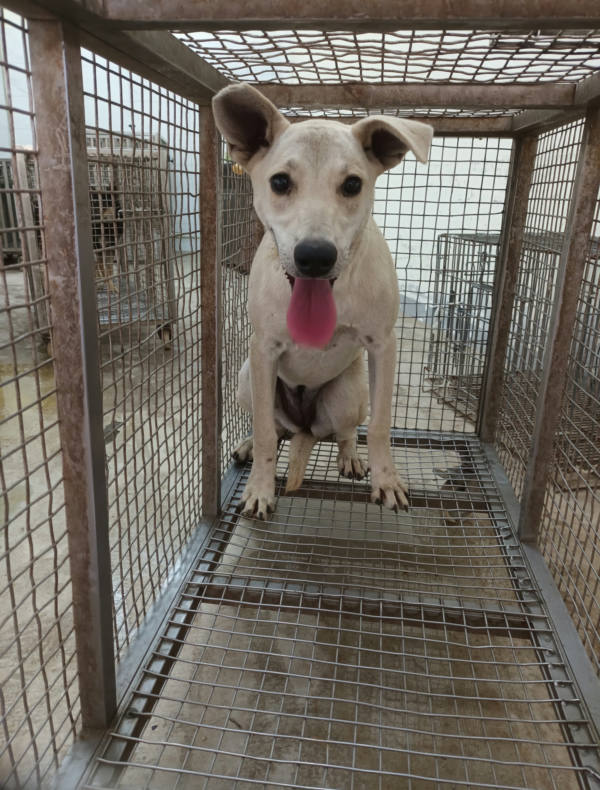 嘉義縣待認養狗 混種犬