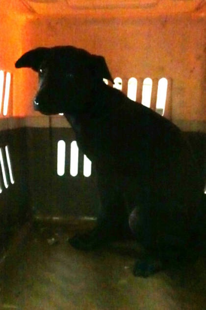 宜蘭縣待認養狗｜混種犬｜黑色｜母