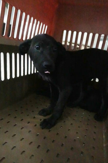 宜蘭縣待認養狗｜混種犬｜黑色｜母