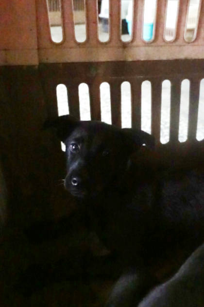 宜蘭縣待認養狗｜混種犬｜黑色｜母