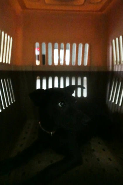 宜蘭縣待認養狗｜混種犬｜黑色｜母