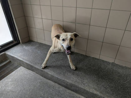 高雄市待認養狗｜混種犬｜黃色｜公