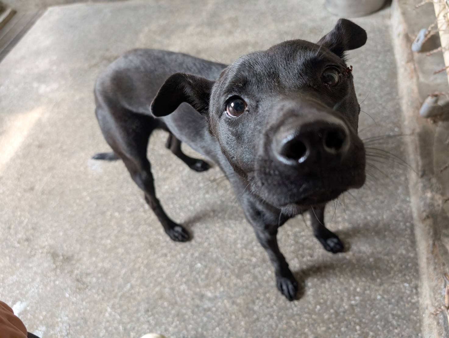 高雄市待認養狗 混種犬