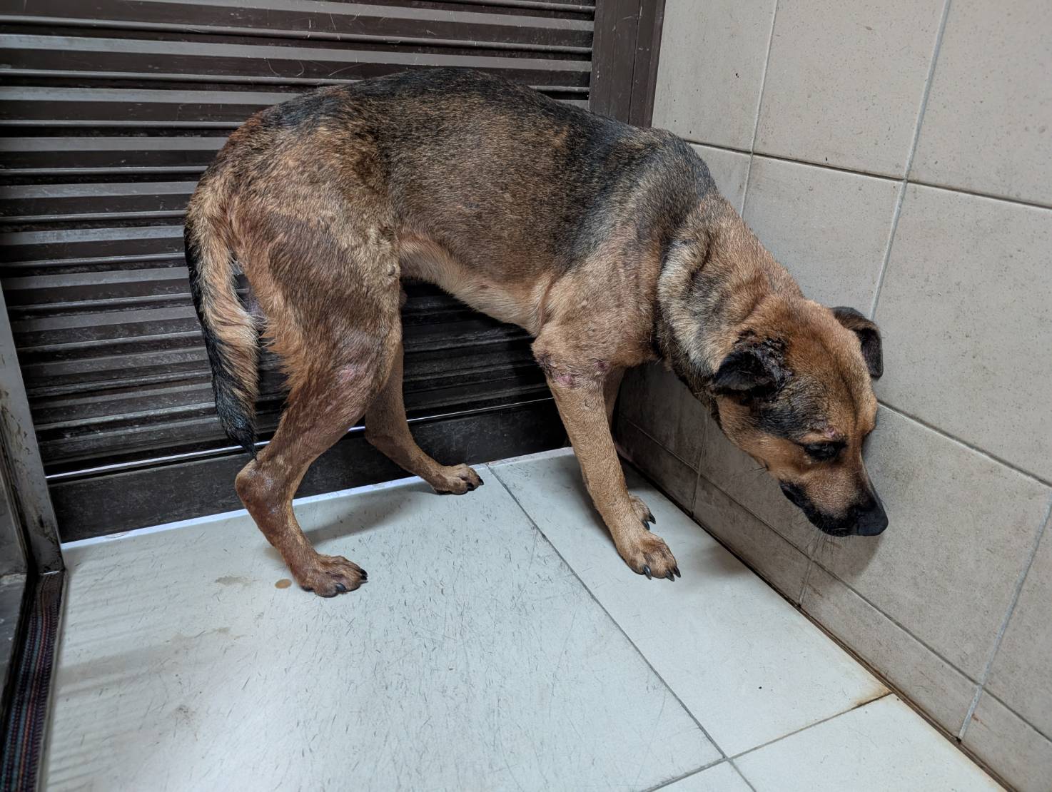 高雄市待認養狗 混種犬