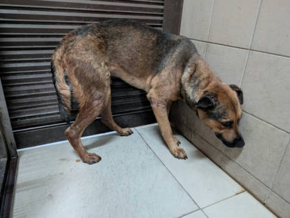 高雄市待認養狗｜混種犬｜黃色｜公
