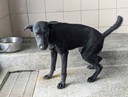 高雄市待認養狗｜混種犬｜黑色｜公