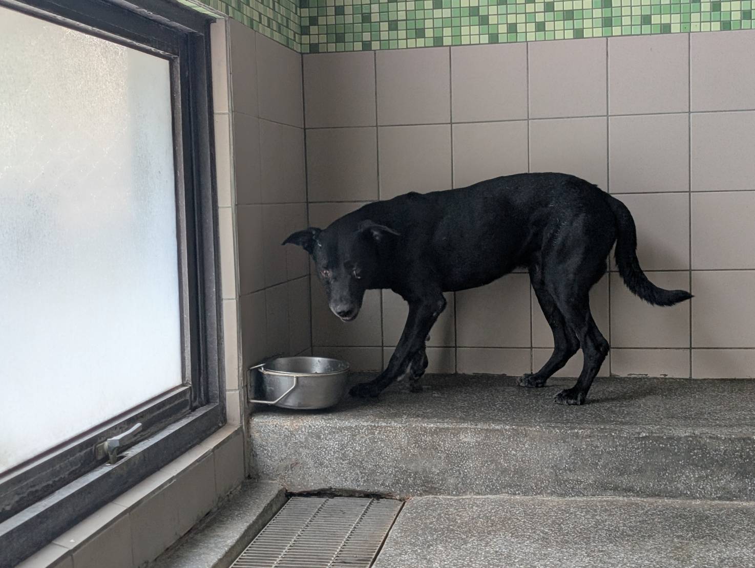 高雄市待認養狗 混種犬