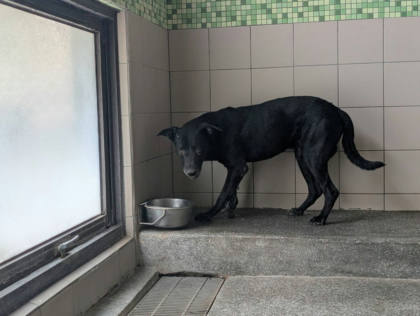 高雄市待認養狗｜混種犬｜黑色｜公