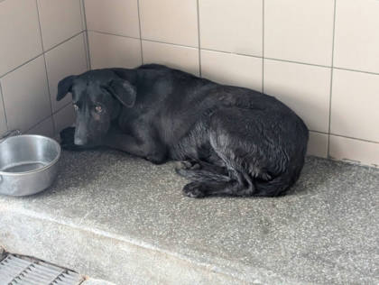 高雄市待認養狗｜混種犬｜黑色｜公