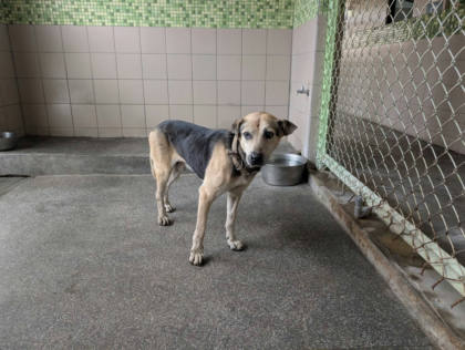 高雄市待認養狗｜混種犬｜黑色｜公