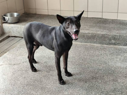 高雄市待認養狗｜混種犬｜黑色｜公