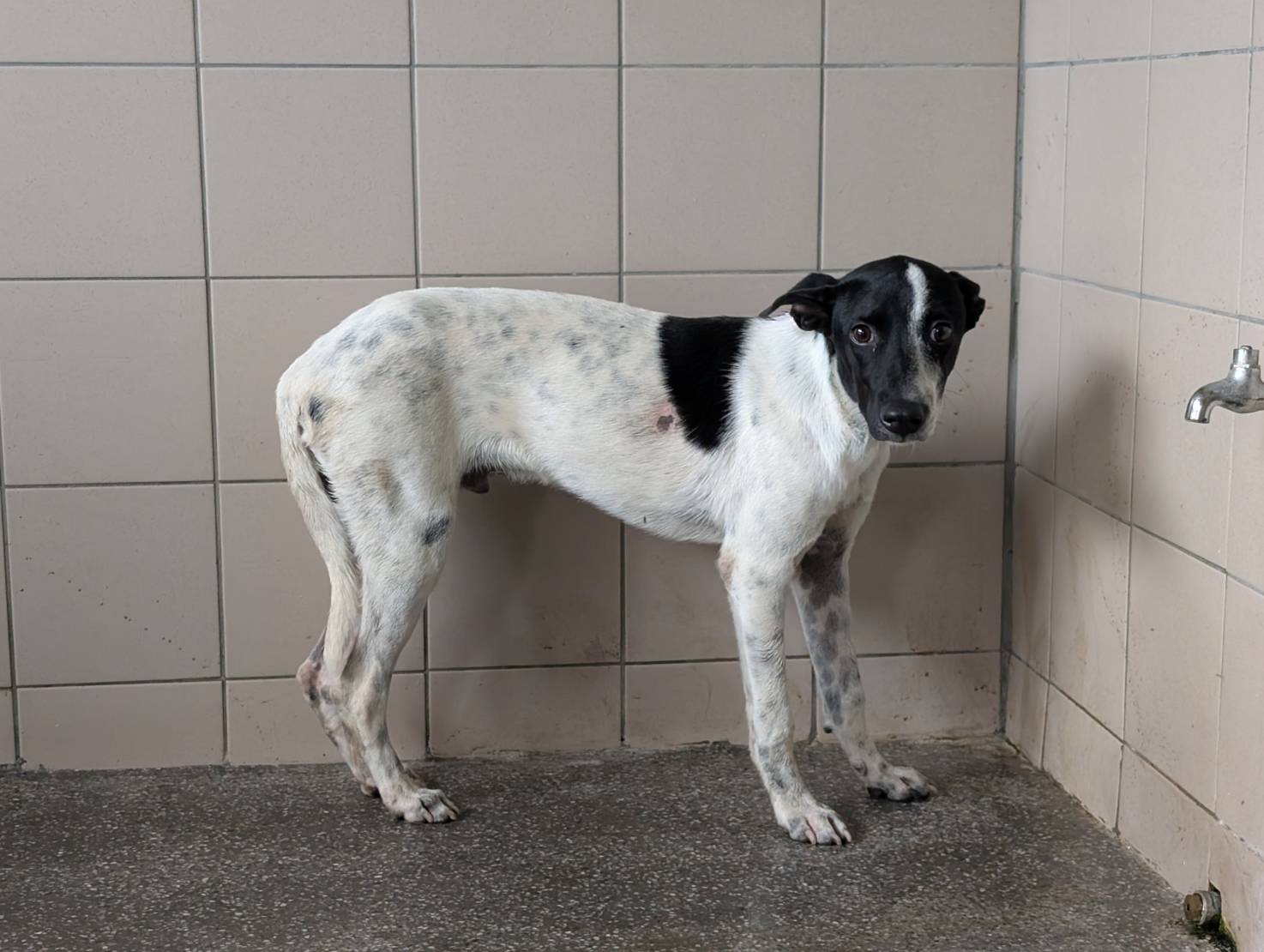 高雄市待認養狗 混種犬