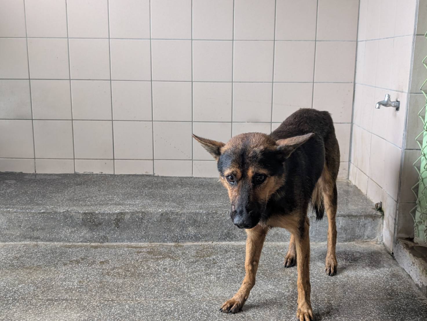 高雄市待認養狗 混種犬