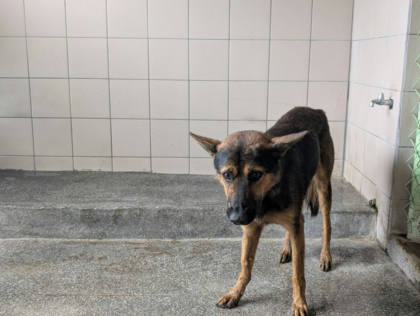 高雄市待認養狗｜混種犬｜黃色｜公