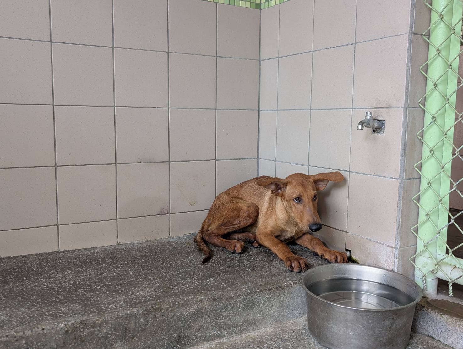 高雄市待認養狗 混種犬
