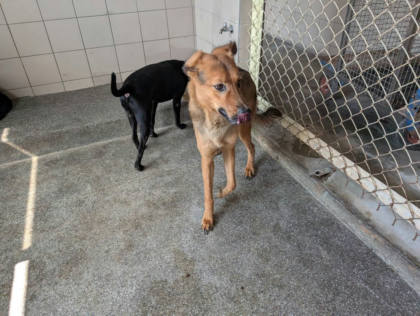 高雄市待認養狗｜混種犬｜黃色｜公