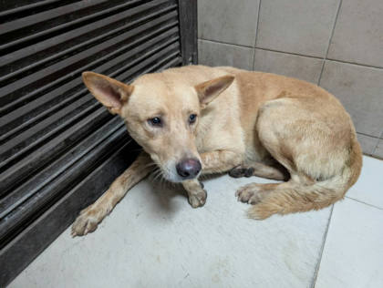 高雄市待認養狗｜混種犬｜黃色｜公