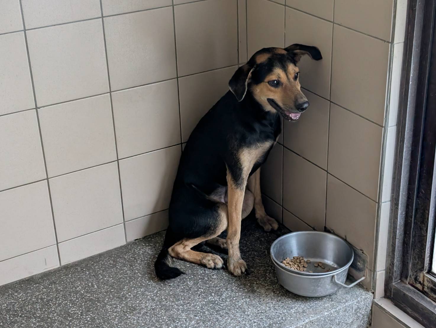 高雄市待認養狗 混種犬