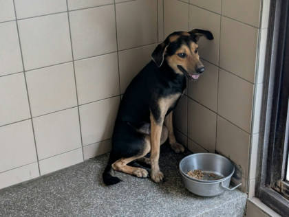高雄市待認養狗｜混種犬｜黑色｜公