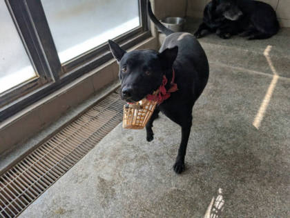 高雄市待認養狗｜混種犬｜黑色｜公