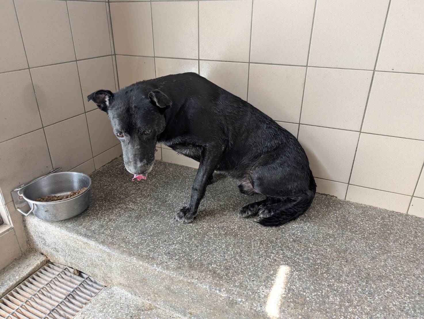 高雄市待認養狗 混種犬