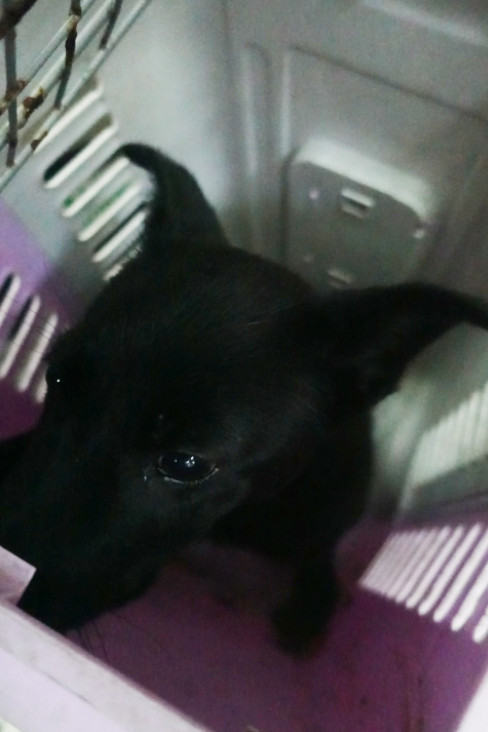 宜蘭縣待認養狗 混種犬