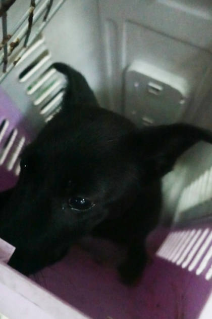 宜蘭縣待認養狗｜混種犬｜黑色｜母