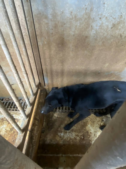 台南市待認養狗｜混種犬｜黑色｜公
