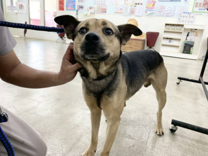 台北市待認養狗｜混種犬｜棕黑色｜公