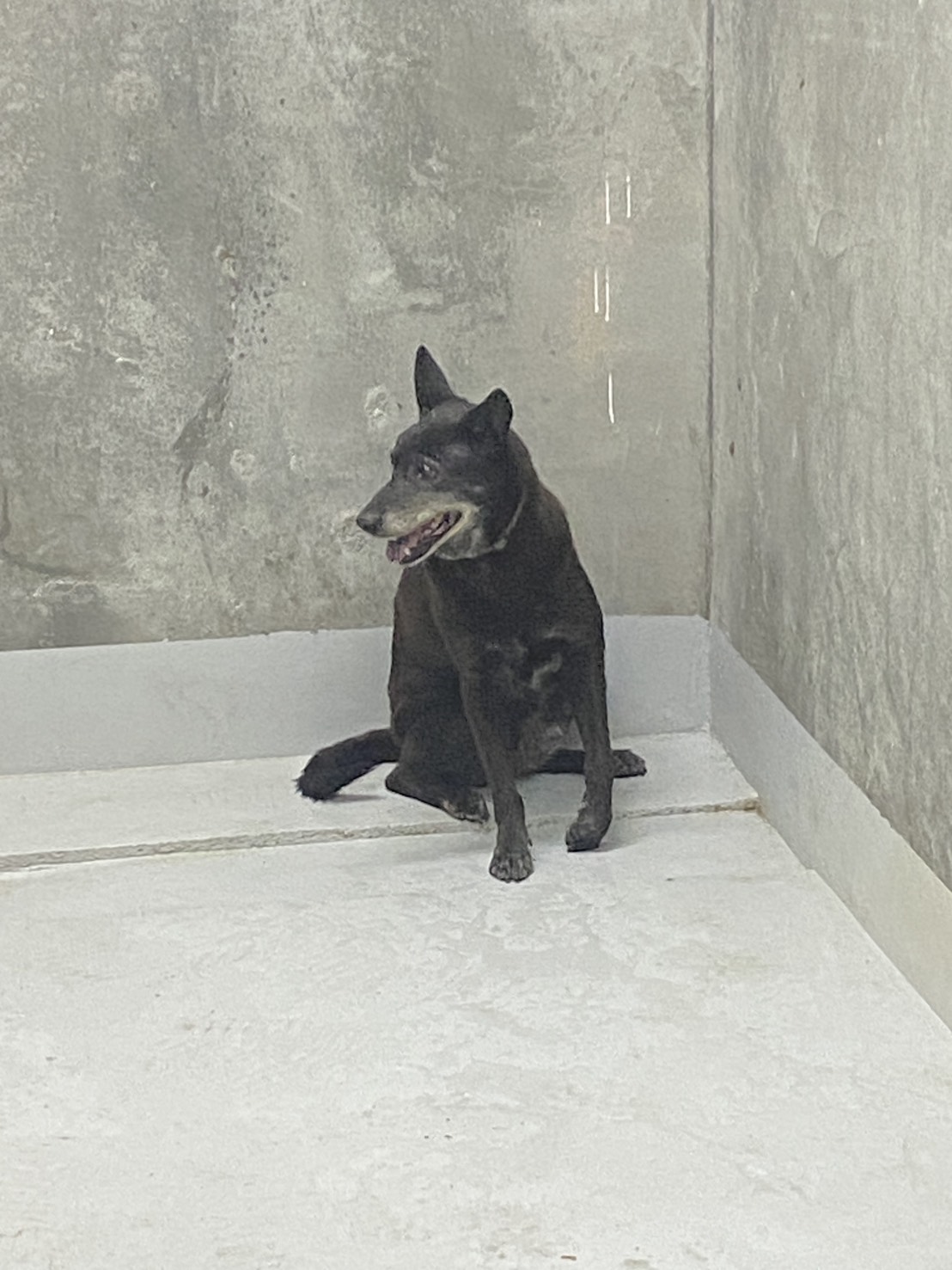 基隆市待認養狗 混種犬