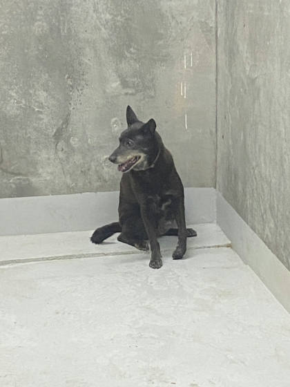 基隆市待認養狗｜混種犬｜黑色｜母